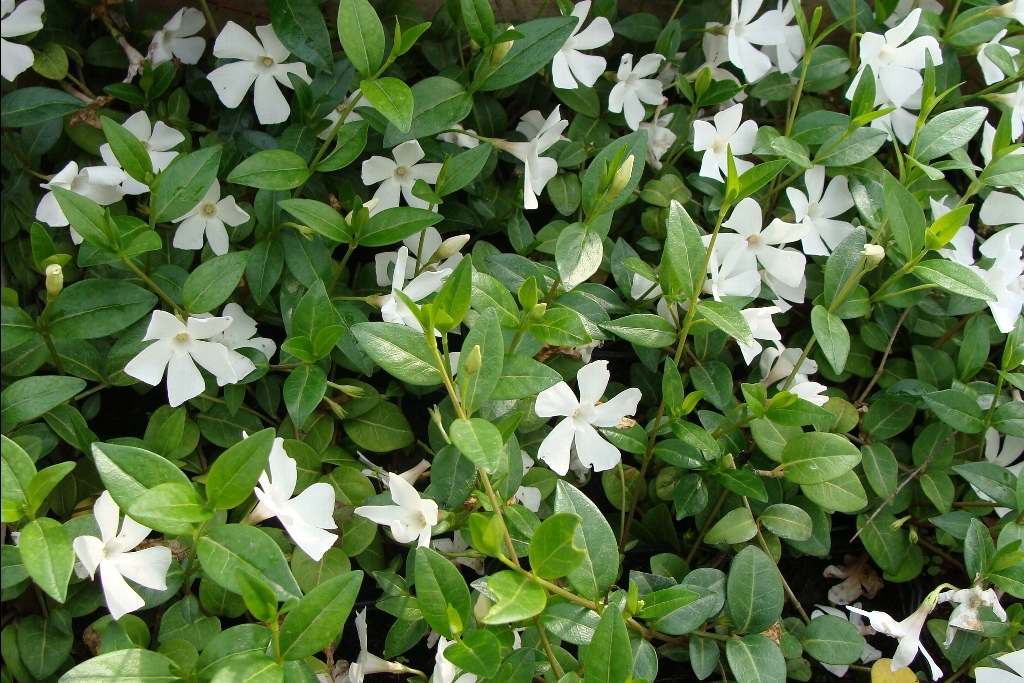 Vinca minor 'Alba'
